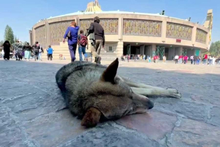 La Agencia de Atención Animal de la Ciudad de México informó que se realizarán jornadas del Operativo “Perrito Peregrino”