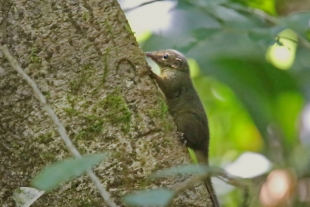 Estos son los más dormilones de la naturaleza