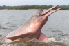 Contaminación por mercurio pone en riesgo a delfines rosados