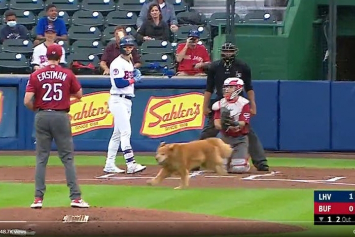 ¡Suave retraso de juego! Perrito interrumpe partido de beisbol y se hace viral
