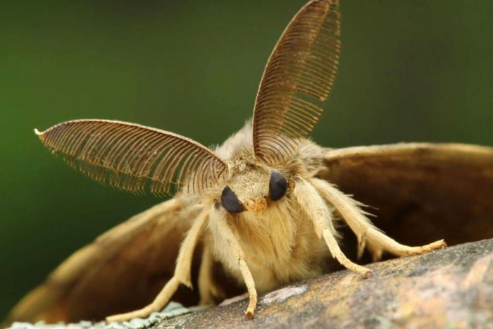 La contaminación por luces led está afectando a los insectos nocturnos