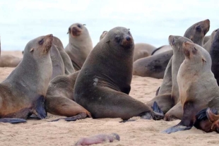 Desconcierto en Uruguay; 400 lobos y leones marinos murieron por gripe aviar