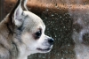 ¿Cómo disminuir el estrés en mascotas durante la época de lluvias?