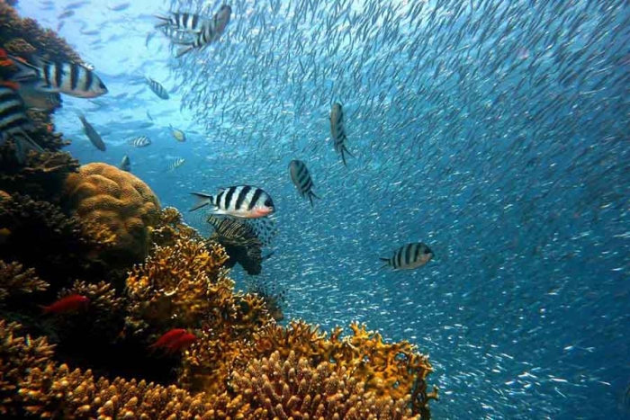 Calor en los océanos termina con especies