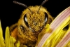 Estudio revela que las abejas tienen cada vez más microplásticos en su cuerpo por la contaminación