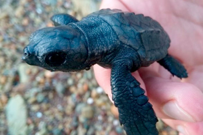 Colola: comunidad nahua protectora de la tortuga negra