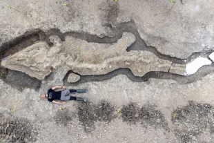 ¡Sí existen! encuentran fósil de dragón marino gigante de 180 millones de años
