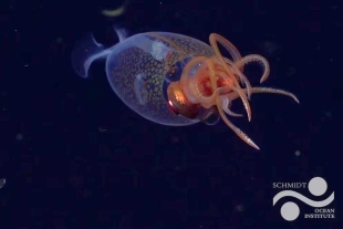 Las increíbles imágenes, fueron captadas gracias a la cámara del robot submarino SuBastian