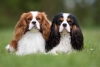 Cavalier King, la raza de perro con más mutaciones genéticas peligrosas