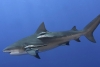 Tiburón toro, la sorprendente especie de agua dulce
