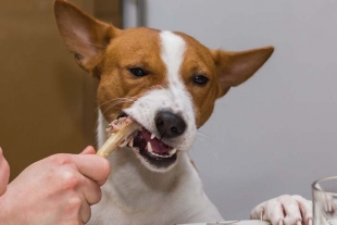 ¿Por qué no debes darle restos de comida a tus mascotas?