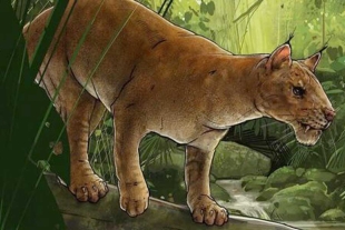 El tigre dientes de sable podría ser el primer carnívoro de la historia