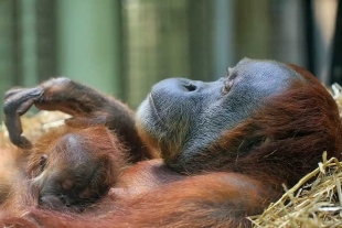 Los animales durmieron al menos una siesta diurna, con una duración promedio de 76 minutos.