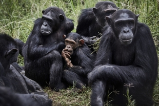 Bacteria Sarcina: responsable de la muerte de chimpancés en África Occidental