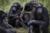 Bacteria Sarcina: responsable de la muerte de chimpancés en África Occidental
