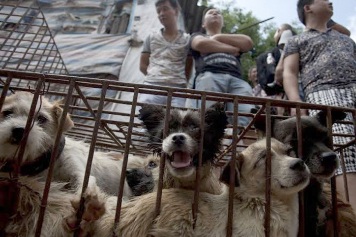 Pese a prohibiciones, inicia el festival de la carne de perro en China