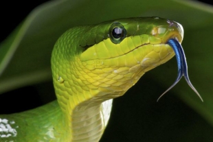 Descubre la razón de la lengua bífida en las serpientes