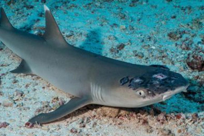 Tiburones del arrecife de Malasia están siendo afectados por una misteriosa enfermedad de la piel