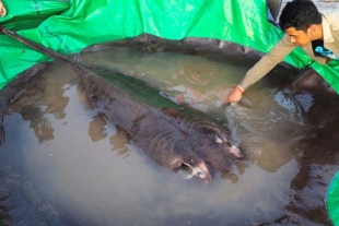 ¡Increíble! Así fue la liberación de una mantarraya gigante de 300 kilos