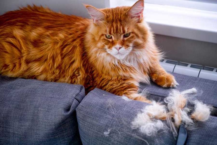 Secretos del pelo de gatos: ¿cuándo y por qué lo mudan?