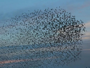 ¡Terrible! Casi la mitad de las aves silvestres de Austria ha desaparecido