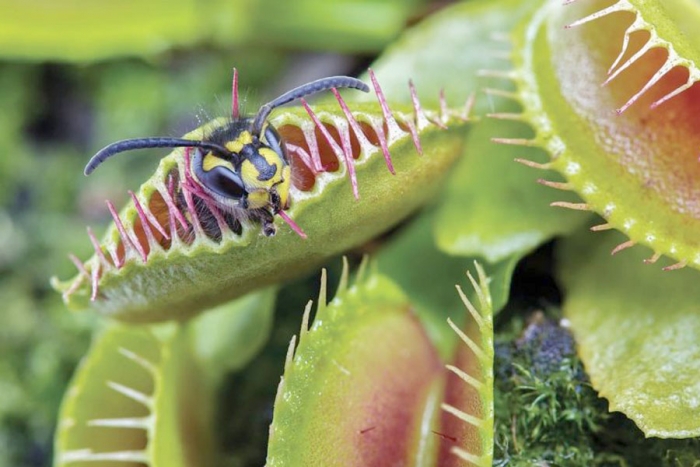 Por qué algunas plantas se volvieron carnívoras