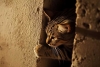 ¡Tragedia felina! Fundador y cientos de gatos mueren por incendio en un albergue