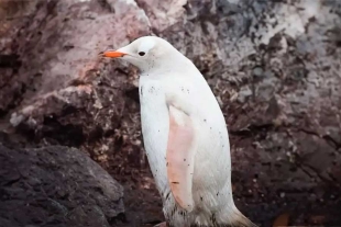 Blanco como la nieve: avistan en la Antártida un singular pingüino con leucismo
