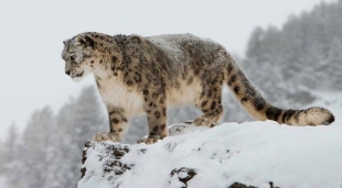 Un leopardo de las nieves, es captado paseando