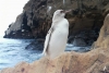 Hallan un pingüino blanco en las Islas Galápagos y soprende al mundo
