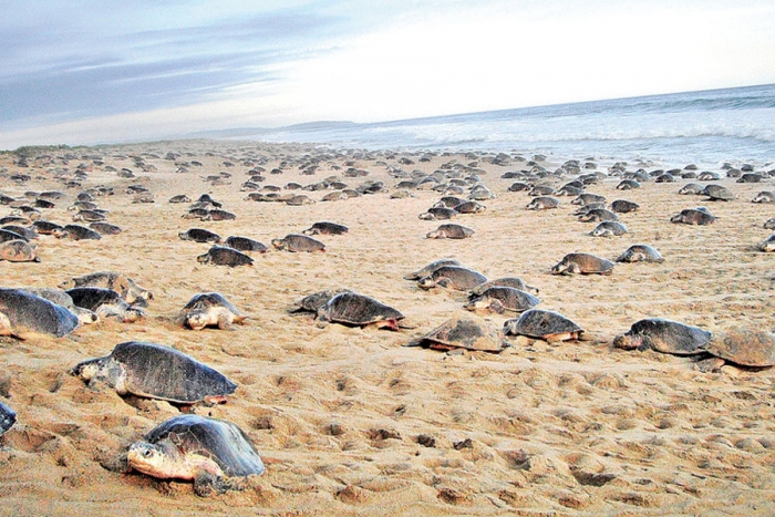 Inicia temporada de anidamiento de tortugas golfinas en México