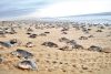 Inicia temporada de anidamiento de tortugas golfinas en México
