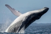 ¡De película! Ballena traga y escupe a un hombre mientras navegaba en kayak
