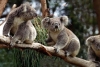 Fundación revela que Australia ha perdido un tercio de su población de koalas