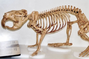 ¿Imaginas un castor de 2 metros? Científicos descubrieron restos de castor gigante