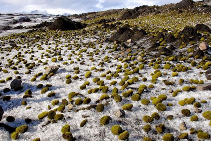 ¿Conoces a los ratones glaciales?