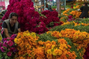 Se espera derrama económica de mil 067 mdp por venta de flores durante Día de Muertos en Edoméx