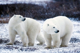 Preocupante cifra sobre osos polares