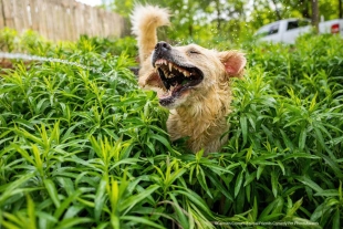 Difícil no sonreír; revelan fotos ganadoras del concurso Comedy Pet Photo 2021