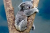 Los koalas lamen árboles para hidratarse