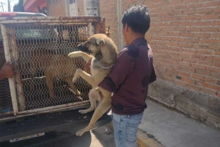 Señalaron la existencia de más perros en el domicilio marcado