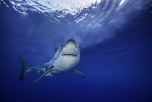 Dieta de Tiburones Blancos se concentra en peces de las profundidades