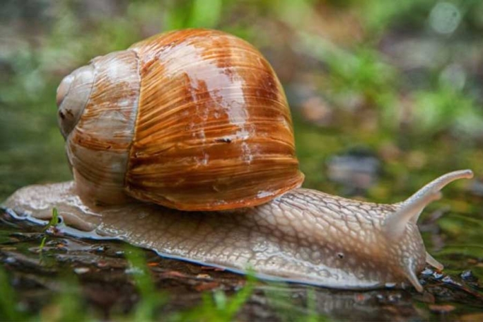 Lentos pero seguros: ¿por qué los caracoles y babosas se arrastran a poca velocidad?