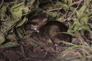 Nace ejemplar de ciervo ratón en Polonia, una especie en peligro de extinción