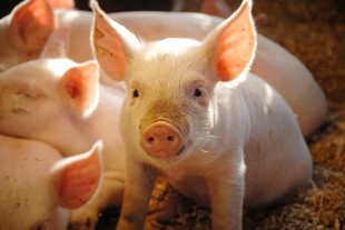 Nuevo algoritmo logra traducir exitosamente los gruñidos de los cerdos