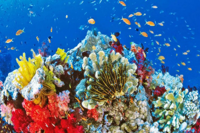 Especie de súper corales podría salvar a los arrecifes