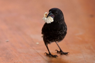 La comida basura afecta a la salud de los pinzones de Darwin