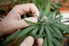 Aprueban en comisiones dictamen sobre uso lúdico de la marihuana