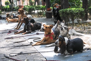 En 73 de cada 100 hogares mexicanos hay por lo menos una mascota: INEGI