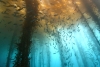 Localizan el bosque más antiguo del mundo sumergido en el Golfo de México